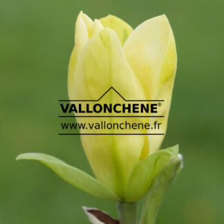 MAGNOLIA X 'Daphne'