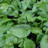 MAIANTHEMUM canadense en Avril