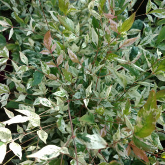 NANDINA domestica 'Twilight' (R)