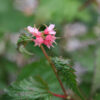 NEILLIA affinis en Septembre