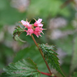 NEILLIA affinis