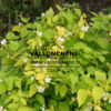 PHILADELPHUS coronarius 'Aureus' blooms in May