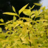 PHILADELPHUS coronarius ‘Aureus’ in April
