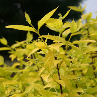 PHILADELPHUS coronarius 'Aureus' im April