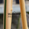 PHYLLOSTACHYS aurea en Mars