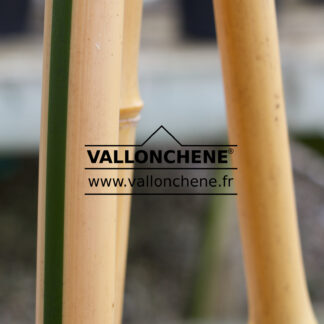 PHYLLOSTACHYS aurea