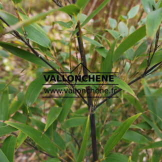 PHYLLOSTACHYS nigra