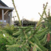 PICEA abies 'Acrocona' en Avril