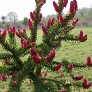 PICEA abies 'Acrocona' im April