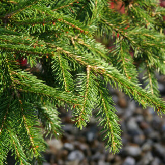 PICEA abies 'Formanek'