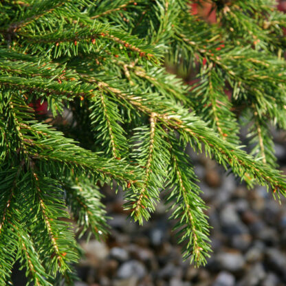 PICEA abies ‚Formanek‘ en Octobre