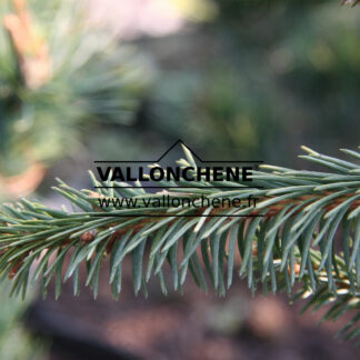 PICEA abies 'Gold Drift'