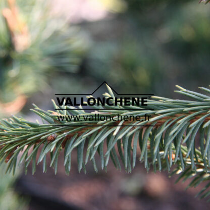 PICEA abies ‚Gold Drift‘ en Avril