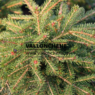 PICEA abies 'R.E.L. Dwarf'