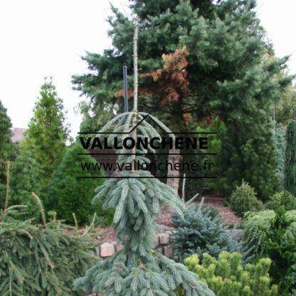 PICEA glauca ‚Pendula‘ en Octobre