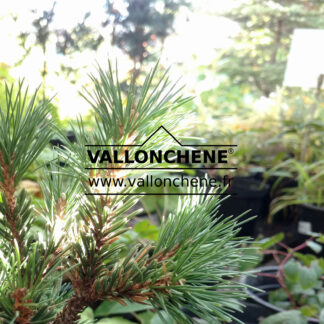 PINUS aristata 'Sherwood Compact'