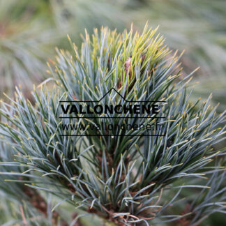 PINUS cembra 'Compacta Glauca'