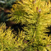 PINUS contorta 'Chief Joseph' en Février