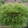 PINUS densiflora 'Low Glow' en abril
