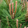 PINUS densiflora 'Low Glow' en mayo