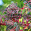 ACER conspicuum ‘Red Flamingo’ en Septembre ACER conspicuum 'Red Flamingo' en Septembre
