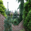 PINUS flexilis 'Vanderwolf's Pyramid' en Octobre