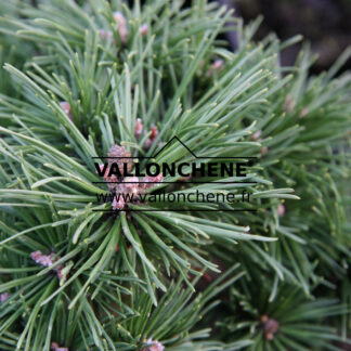 PINUS mugo 'Benjamin'