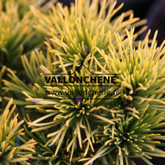 PINUS mugo 'Carsten'