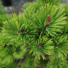 PINUS mugo ‚Gold Star‘ en Septembre