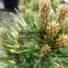 Yemas de PINUS mugo 'Sunshine' en abril