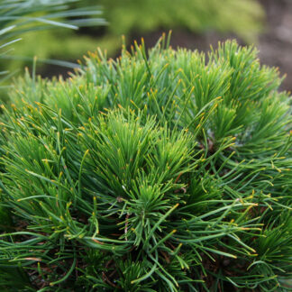 PINUS mugo 'Varella'