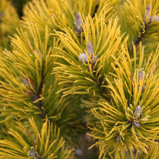 PINUS mugo 'Winter Gold' (Wintergold)