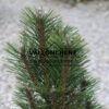PINUS nigra ‘Richard’ en Mars
