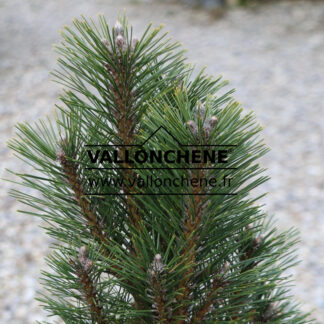 PINUS nigra 'Richard'