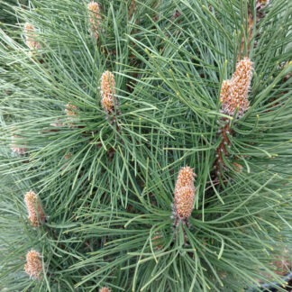 PINUS nigra 'Rondello'