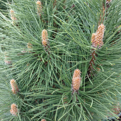 PINUS nigra ‘Rondello’ en Avril PINUS nigra ‘Rondello’ en Avril