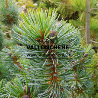 PINUS parviflora 'Blauer Engel' im September