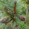 PINUS parviflora 'Blauer Engel' in September