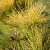 PINUS strobus ‘Louie’ en Février