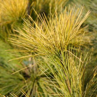 PINUS strobus 'Louie'