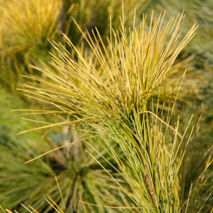 PINUS strobus ‘Louie’ en Février