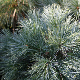 PINUS strobus 'Mary Butler'