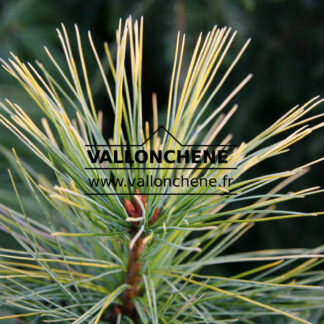 PINUS strobus 'Pacific Sunrise'