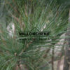 PINUS strobus 'Stowe Pillar' en Marzo
