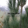 PINUS strobus 'Stowe Pillar' en Marzo