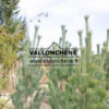 PINUS strobus 'Stowe Pillar' en Marzo