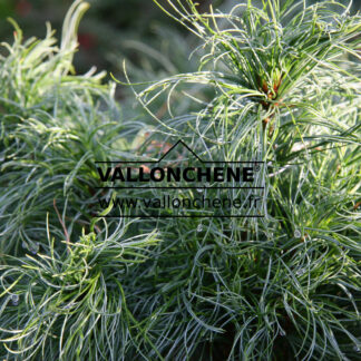 PINUS strobus 'Tiny Kurls'