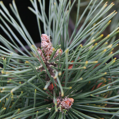 PINUS uncinata ‚Leuco Like‘ en Mars