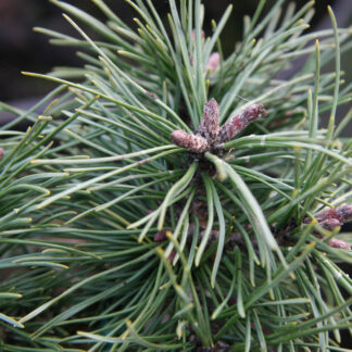 PINUS uncinata 'Paradekissen'
