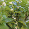 SARCOCOCCA confusa en Mars